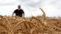 Rusya tahıl koridoru anlaşmasına katılımını askıya aldı