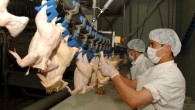 Tavuk eti üretimi yüzde 19.7 düştü