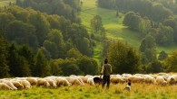 Çobanlar da greve çıktı!