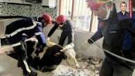 Kahramanmaraş merkezli deprem, hayvancılığı ve çiftçiyi vurdu