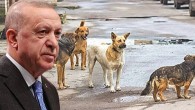 ‘Sokak Hayvanları’ için 4 Bakanlığın hazırladığı çalışma AKP’ye sunuldu: ‘Uyutulma’ gündemde…