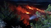 Adana’da orman yangını: Ekipler müdahaleye başladı