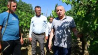 Alaşehir’deki dolunun bilançosu ortaya çıktı: 20 bin dekar üzüm bağı zarar gördü