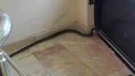 Apartmanda yılan paniği!