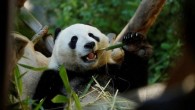 Çin, Avustralya’ya yeni bir çift dev panda gönderme sözü verdi