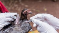 DSÖ, Meksika’da kuş gribinin bir alt türü olan A(H5N2) nedeniyle ilk ölümü doğruladı