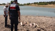 Edirne’de gölette toplu balık ölümleri