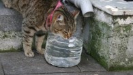 Sıcak havalarda sokak hayvanları için ‘bir kap su’ çağrısı