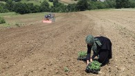 Üreticiler karpuz tohumlarını toprakla buluşturdu