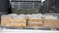 Van’da tuzlanarak kurutulmuş 5 ton inci kefali ele geçirildi