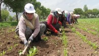 CHP’li Gürer: ‘Tarım işçisi kadınların şartları düzeltilmeli’