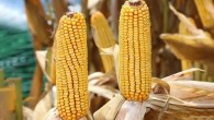 ‘Çiftçiler mısırda kilogram başına 10 TL bekliyor’