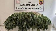 Gaziantep’te 253 kök kenevir ele geçirildi: 9 gözaltı