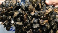 İstanbul’da 1 ton kaçak midye ele geçirildi