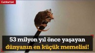 İşte 53 milyon yıl önce yaşayan dünyanın en eski ve en küçük memeli hayvanı!