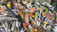 İzmir’deki balıkçı esnafı: Balık var, satış yok