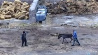 Kayseri’de çiftlikte dehşet: Eşeği bıçaklayarak, atları zehirleyerek öldürdüler!