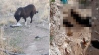 AKP’li Niğde Belediyesi köpekleri ‘uyutarak’ toplu mezarlara gömdü iddiası