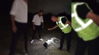 Hatay’da 11 köpek ölü bulundu