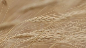 TMO 495 bin ton buğday ithalatı ihalesi açtı