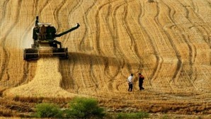 TÜİK: 2024’te tahıl üretiminde düşüş bekleniyor