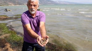 Eğirdir Gölü’nde tedirgin eden görüntü: Binlerce kabuklu su canlısı ölüsü kıyıya vurdu