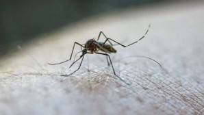 Uzman: Böcek ve sinek ısırıkları ciddi alerjik reaksiyonlara sebep olabilir