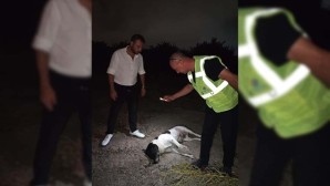 Hatay’da 11 köpek ölü bulundu