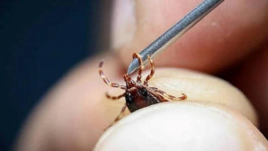 MHP’den üç bakanlığa kene sorusu