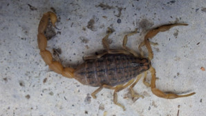 Çorum’da zehirli akrep paniği