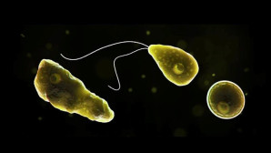 ABD’de beyin yiyen amip paniği