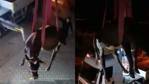 Dama çıkan inek vinçle indirildi