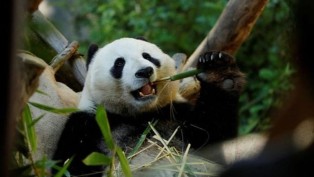Çin, Avustralya’ya yeni bir çift dev panda gönderme sözü verdi