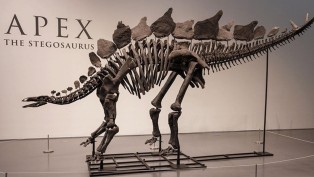 Şimdiye kadarki ‘en pahalı’ dinozor fosili, açık artırmada 44,6 milyon dolara satıldı
