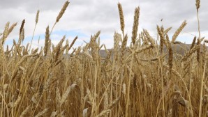 Tohumluk buğday fiyatı yüzde 200 zamlandı