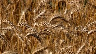 Anlaşmanın askıya alınması buğdayın fiyatını yükseltti