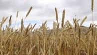 Pakistan Rusya’dan buğday ithalatını onayladı