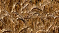 Ukrayna-Rusya savaşın şiddetlenmesi buğday fiyatlarını artırdı