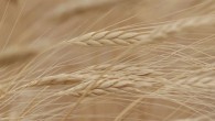 TMO’nun buğday ithalatı ihalesinde maliyet belli oldu