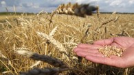 Türkiye’nin ekmeklik buğdayda yeterlilik derecesi yüzde 79.9’a geriledi