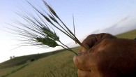 Hububat Konseyi buğday rekolte tahminini açıkladı