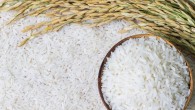 Küresel pirinç piyasası son 20 yılın en büyük arz açığı ile karşı karşıya