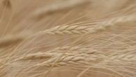 Rusya’daki kriz buğday fiyatlarını sıçrattı