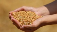 Buğday fiyatları Rus saldırısıyla sıçradı