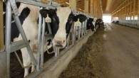 Çiğ süt fiyatında kriz sinyalleri