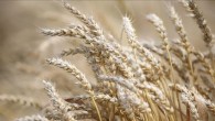 Buğday Karadeniz tansiyonu ile yükseliyor
