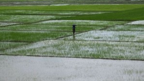 Hindistan’dan pirinç ihracatına yeni kısıtlama