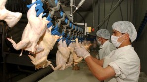 Tavuk eti üretimi yüzde 19,7 azaldı