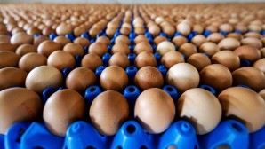 Rekabet Kurulu’ndan yumurtacılara 98 milyon TL ceza
