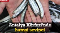Balon balığının istila ettiği Antalya Körfezi’nde hamsi sevinci